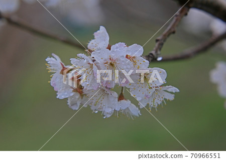 櫻桃花 櫻桃花 70966551