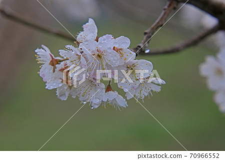 櫻桃花 櫻桃花 70966552