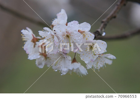 櫻桃花 櫻桃花 70966553