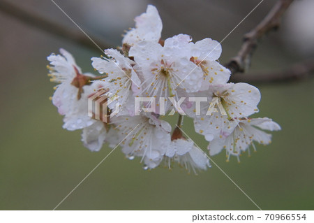 櫻桃花 櫻桃花 70966554