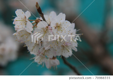 Cherries flowers Cherries flowers 70966555