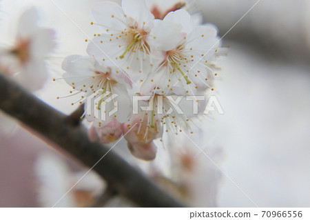 Cherries flowers Cherries flowers 70966556