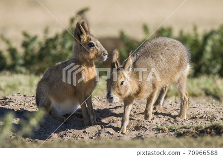Patagonian cavy, Patagonia , Argentina 70966588