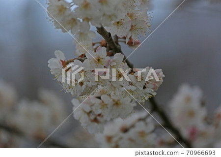 櫻桃花 櫻桃花 70966693