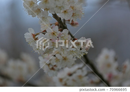 Cherries flowers 70966695