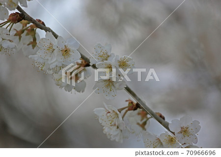 Cherries flowers Cherries flowers 70966696