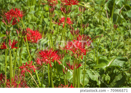 霞山自然公園紅Higanbana的Manju Saka 70966871