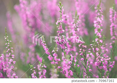 Heather flowers. Calluna vulgaris. Heather flowers. Calluna vulgaris. 70967161