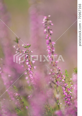 Heather flowers. Calluna vulgaris. 70967168