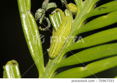 Luthrodes panda cub eating cycad Luthrodes panda cub eating cycad 70967583