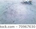 Dog 70967630