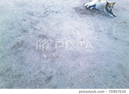 狗狗 70967630