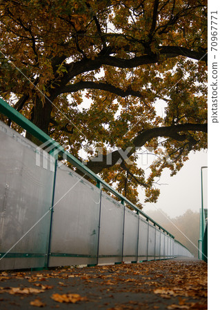 oak crown with yellow leaves over the footpath of the renovated bridge oak crown with yellow leaves over the footpath of the renovated bridge 70967771
