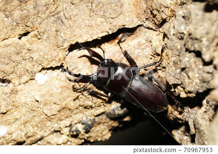 Kokuwagata♂ Kokuwagata♂ 70967953