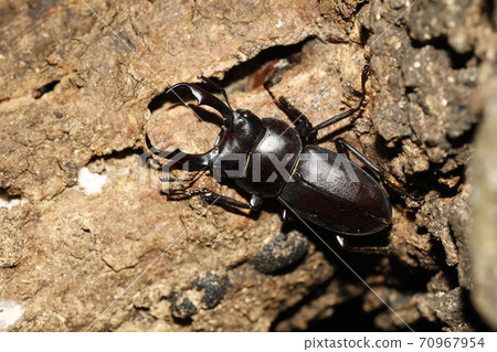 Kokuwagata♂ 70967954