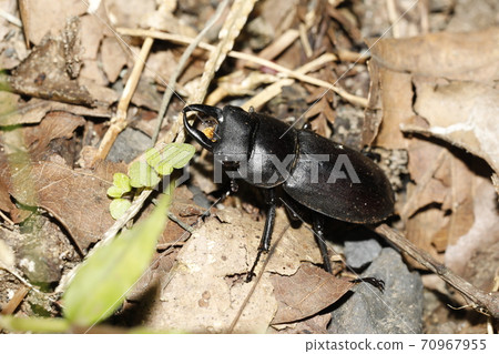 Kokuwagata♂ 70967955