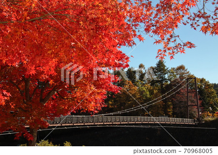 Bright red autumn leaves and suspension bridge Komagane Kogen Komakusa Bridge 70968005