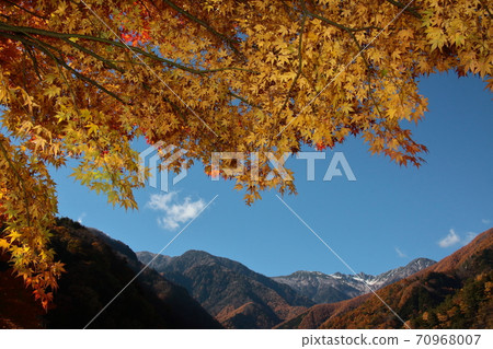 Yellow autumn leaves and Mt. Hoken in the Central Alps 70968007