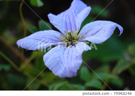 Flowers Flowers 70968246