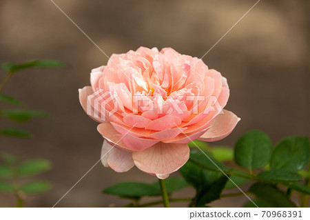 Pink English rose Pink English rose 70968391