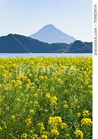 Rape blossoms around Lake Ikeda 70968454