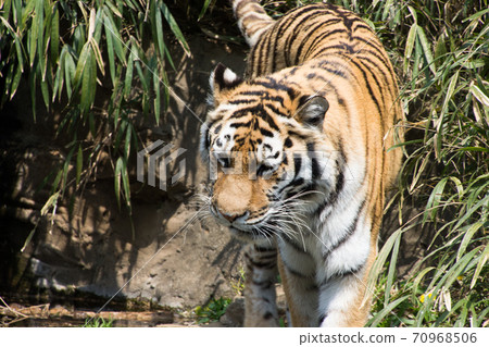 Bamboo grove tiger Bamboo grove tiger 70968506