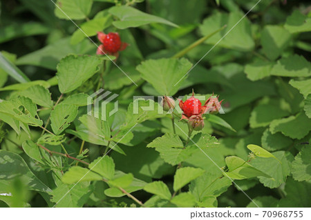 Seedbed strawberry Seedbed strawberry 70968755