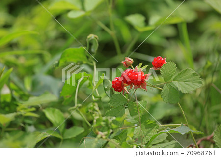 草莓苗 70968761