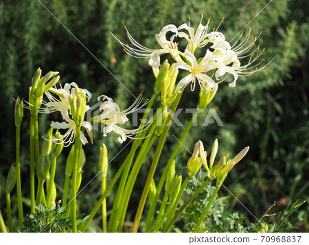 Higambuna Higambuna 70968837