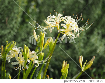 Higambuna Higambuna 70968838