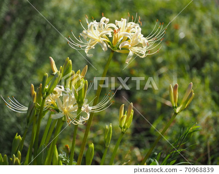 Higambuna Higambuna 70968839