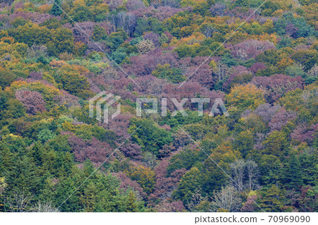 奈良凋零的損害：福島縣忠實町的里山 70969090
