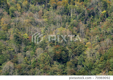 Japanese oak wilt damage Satoyama in Tadami Town, Fukushima Prefecture 70969092