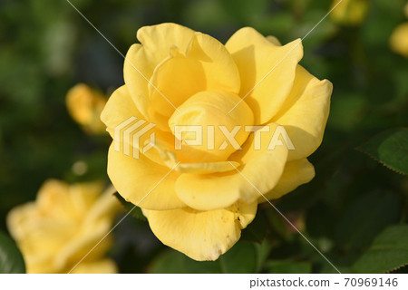 Rose (Helmut Schmidt) 70969146