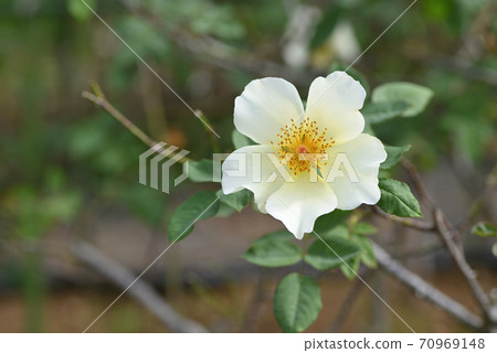 Rose (Golden Wings) 70969148