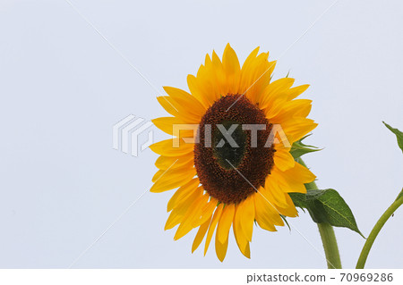 sunflower sunflower 70969286