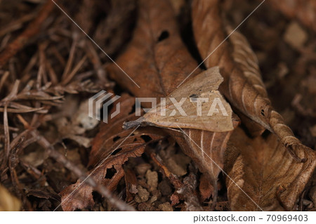 Creatures, insects, Namiten Atsuba, males with unclear horizontal lines. The larvae's diet is Nasubitohagi. 70969403