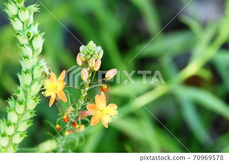 Rare flower that is rarely seen Hana aloe 70969578