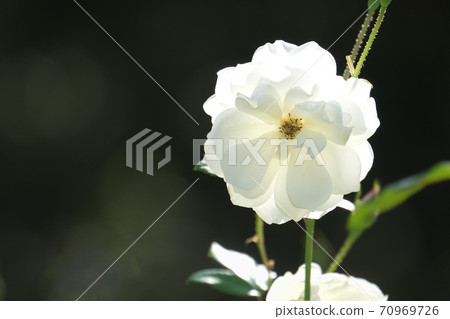 白玫瑰著名的花“冰山” 70969726