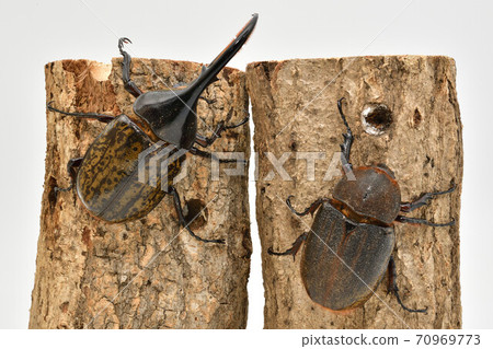 赫拉克勒斯赫拉克勒斯 70969773