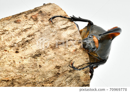 赫拉克勒斯赫拉克勒斯 70969778