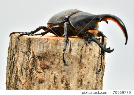 Hercules Hercules Hercules Hercules 70969779