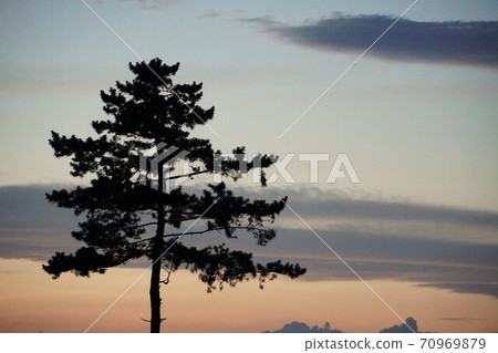 Silhouette of a pine tree, Natori City, Miyagi Prefecture 70969879