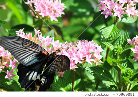 黑色燕尾與展開的翅膀 黑色燕尾棲息在粉紅色的花朵上 黑色燕尾與展開的翅膀 黑色燕尾棲息在粉紅色的花朵上 70969891