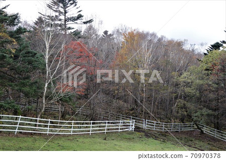Autumn leaves in Yokone Kogen, Tochigi Prefecture Autumn leaves in Yokone Kogen, Tochigi Prefecture 70970378