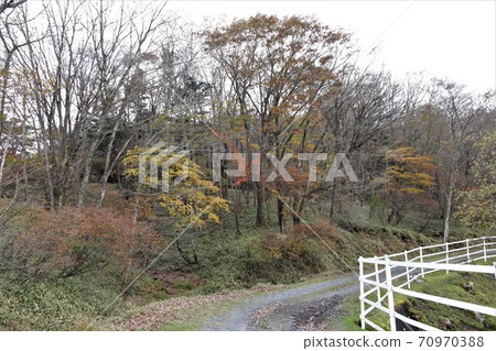 Autumn leaves in Yokone Kogen, Tochigi Prefecture 70970388