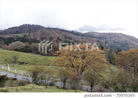Autumn leaves in Yokone Kogen, Tochigi Prefecture Autumn leaves in Yokone Kogen, Tochigi Prefecture 70970393
