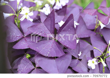 Oxalis triangularis (Purple Dance) 70970772
