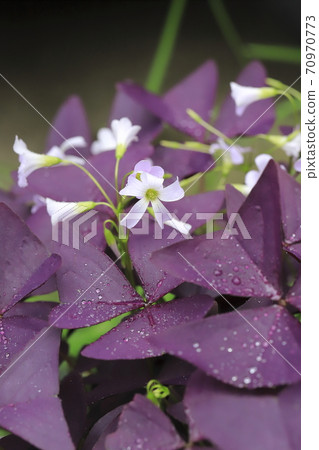Oxalis triangularis (Purple Dance) 70970773