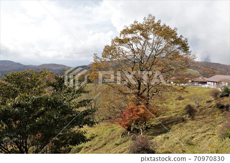 Autumn leaves in Yokone Kogen, Tochigi Prefecture Autumn leaves in Yokone Kogen, Tochigi Prefecture 70970830
